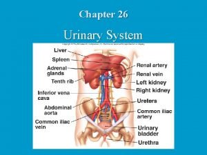 Chapter 26 Urinary System Urinary System Functions Filtering