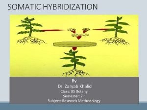 SOMATIC HYBRIDIZATION By Dr Zaryab Khalid Class BS