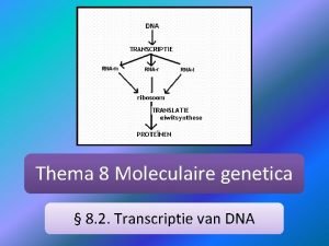 Thema 8 Moleculaire genetica 8 2 Transcriptie van