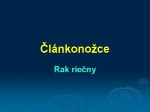 lnkonoce Rak rieny Dorast do dky 20 cm