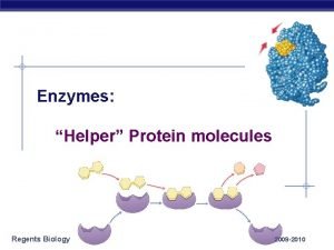 Enzymes Helper Protein molecules Regents Biology 2009 2010