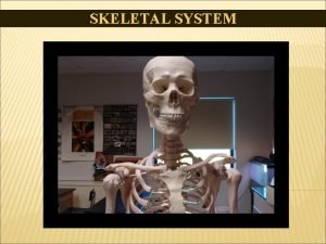 SKELETAL SYSTEM FUN FACTS ABOUT BONES Bone is