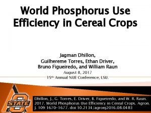 World Phosphorus Use Efficiency in Cereal Crops Jagman