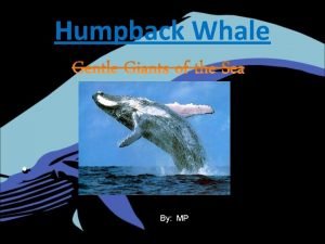 Humpback Whale By MP Name of my animal