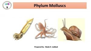 Phylum Molluscs Prepared by Nada H Lubbad Introduction