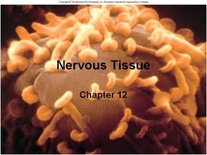 Nervous Tissue Chapter 12 12 1 Nervous Tissue