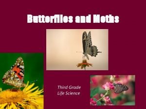 Butterflies and Moths Third Grade Life Science What