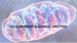 CELLULAR ENERGY CHEMICAL DIRECTIVES Entropy Disorder FoodEnergy Stored