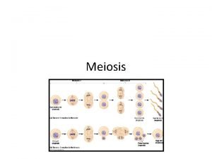 Meiosis caractersticas Proceso para la formacin de gametos