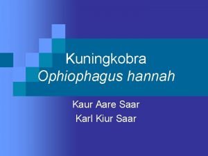 Kuningkobra Ophiophagus hannah Kaur Aare Saar Karl Kiur