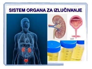 ULOGA Izbacuju se svi tetni produkti metabolitikih procesa