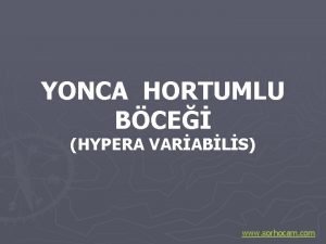 Hypera variabilis