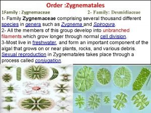 Order Zygnematales 1 Family Zygnemaceae 2 Family Desmidiaceae