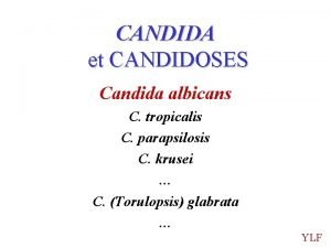 CANDIDA et CANDIDOSES Candida albicans C tropicalis C