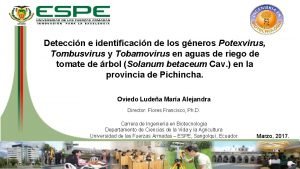 Deteccin e identificacin de los gneros Potexvirus Tombusvirus