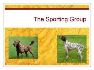 The Sporting Group History n Descendants of dogs