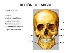 REGIN DE CABEZA REPAROS SEOS Glabela Agujero infraorbitario