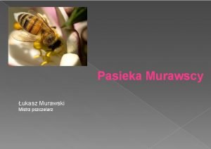 Pasieka Murawscy ukasz Murawski Mistrz pszczelarz W pasiece