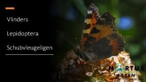 Vlinders Lepidoptera Schubvleugeligen Cc kleine vos by Johan