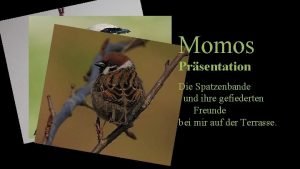 Momos Prsentation Die Spatzenbande und ihre gefiederten Freunde