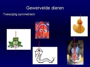 Tweezijdig symmetrische dieren met een inwendig skelet