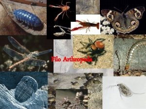 Filo Arthropoda Artrpodos Maior grupo de espcies do