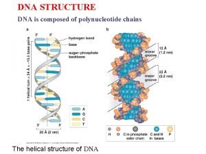 Structure of dna
