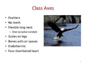 Class Aves Feathers No teeth Flexible long neck