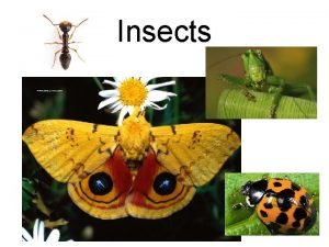 Insect order classification Insect order classification