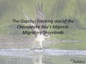 The Osprey Tracking one of the Chesapeake Bays