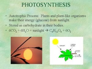 PHOTOSYNTHESIS Autotrophic Process Plants and plantlike organisms make