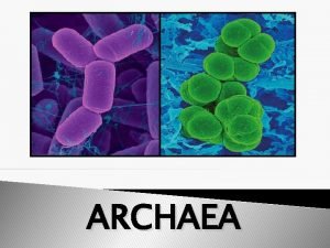 ARCHAEA OUTLINE q Definition of Archaea q Structure