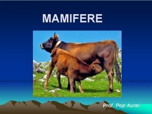 MAMIFERE Prof Pop Aurel Mamifere inferioare Ornitorincul i