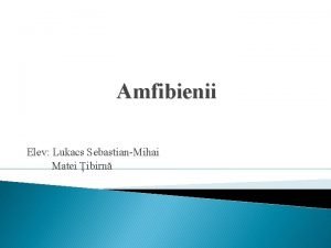 Amfibienii Elev Lukacs SebastianMihai Matei ibirn Cuprins Caracteristici