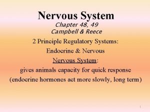 Nervous System Chapter 48 49 Campbell Reece 2