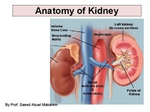 Renal angle surface anatomy Renal angle surface anatomy