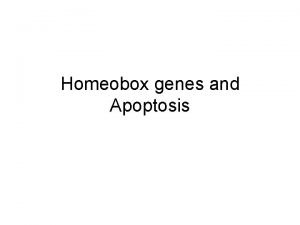 Homeobox genes and Apoptosis Apoptosis Progammed cell death