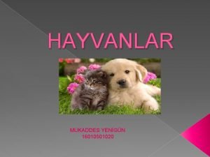 Omurgalı ve omurgasız hayvanlar arasındaki farklar