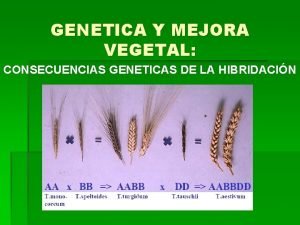 GENETICA Y MEJORA VEGETAL CONSECUENCIAS GENETICAS DE LA