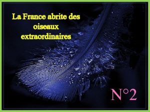 La France abrite des oiseaux extraordinaires N 2