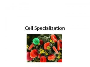 Cell Specialization Cell Specialization Found in organisms The