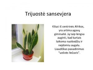 Trijuost sansevjera Kilusi i centrins Afrikos yra artima