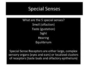 What are the special senses