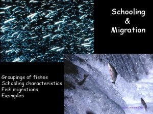 Schooling Migration Groupings of fishes Schooling characteristics Fish