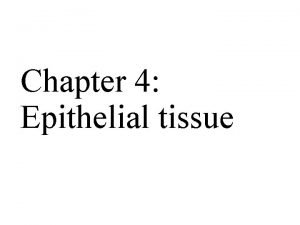 Chapter 4 Epithelial tissue Tissues Cells work together