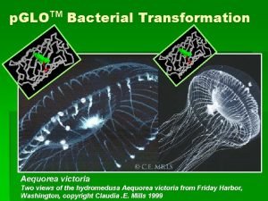 p GLO TM Bacterial Transformation Aequorea victoria Two