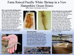 Farm Raised Pacific White Shrimp in a New