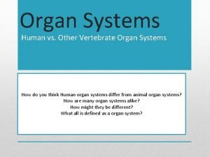 Muscle belly