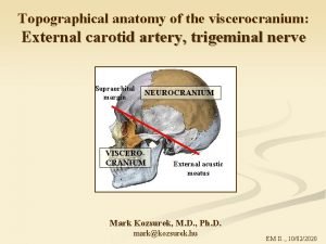 Internal maxillary artery branches
