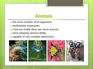 Are animals multicellular